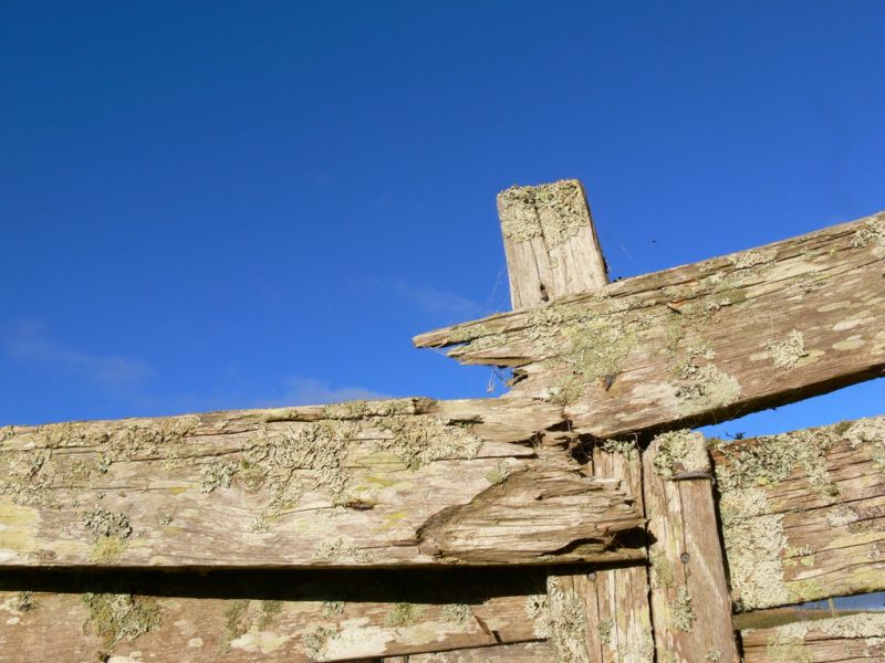 Old fence